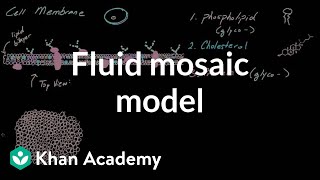 Cell membrane overview and fluid mosaic model  Cells  MCAT  Khan Academy [upl. by Jessie]