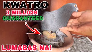 EP597  KWATROS 3MILLION GUARANTEED LUMABAS NA [upl. by Vernier857]