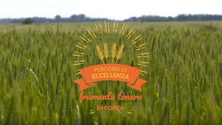 Percorsi di Eccellenza BASF 2018 – Frumento Tenero di Forza [upl. by Hahnke]