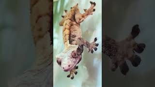 ✨ Crested Gecko The Unlikely Star of the Reptile World PJsLeafLife ตุ๊กแก [upl. by Nico]