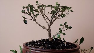 Coprosma bonsai trim [upl. by Gurney280]