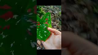 Beutiful coloring leaves or Shiuli flower শিউলি ফুল leaves flowers nature garden youtubeshort [upl. by Elpmet]