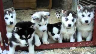 White Siberian Husky Puppies  Siberian Husky Dog Breed Pictures [upl. by Wengert478]