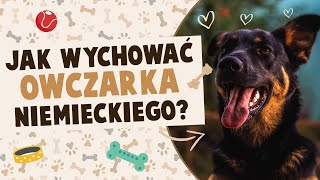 Jak wychować owczarka niemieckiego [upl. by Conan]