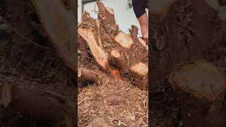 🌲stihl Chainsaw finds stones in Tree stump 🌲 [upl. by Notlehs]