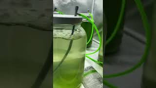 Phytoplankton Culture X3 Day 3 Update [upl. by Lyndy]