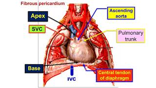 Fibrous pericardium  Pericardial sinuses [upl. by Triplett478]