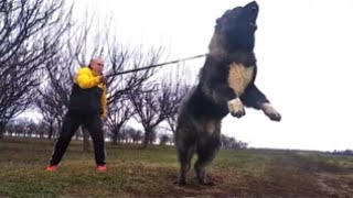 El Gigante PASTOR CAUCÁSICO  El Perro ASESINO de LOBOS [upl. by Heilman]