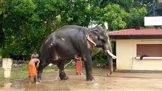 🐘 Elephant Status 02  Vaikom Sree Mahadeva Temple  Temple  Shorts  Reels  Kerala [upl. by Schriever]