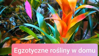 Guzmania Tillandsia Bromelia Ananans Egzotyczne rośliny w domu 🌺🪷🌸💮🌿🌴 [upl. by Hercule]