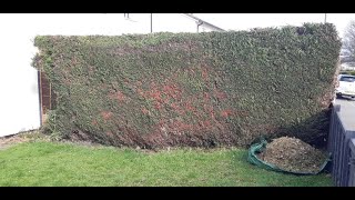 Conifer Hedge trim and height reduction part2 [upl. by Anna-Maria119]