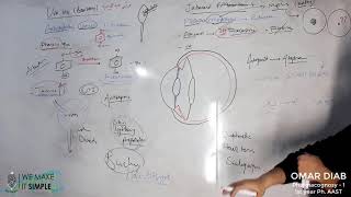 Pilocarpine Jaborandi for treatment of glaucoma and an antidote for atropine after fundus exam [upl. by Jacenta805]