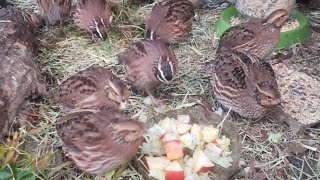 Bobwhite Quail 🐥🌾🐤 [upl. by Drew]