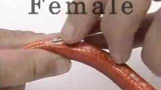 Probing a corn snake [upl. by Byrne]