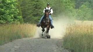 Reverand Homer  Single Footer Stallion [upl. by Enomaj337]