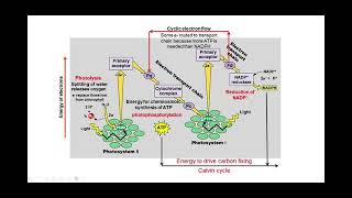 Photophosphorylation Biology Unit 2 [upl. by Culbert]