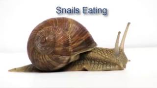 Best of Snails Eating With Radula [upl. by Esadnac928]