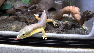 Berber Skinks [upl. by Ingamar]