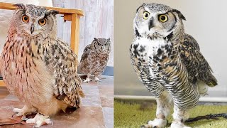 OWL BIRDS🦉 A Funny Owls And Cute Owls Videos Compilation 2021 005  Funny Pets Life [upl. by Nalyk]