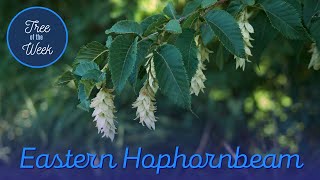 Tree of the Week Eastern Hophornbeam [upl. by Hufnagel714]