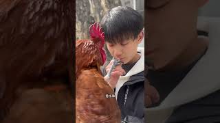 Chicke Love In This Boy 🤯😱💨shortsvideo shorts [upl. by Daenis]