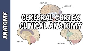 Clinical Anatomy  Cerebral Cortex lobes injury and clinical signs [upl. by Aisiat]