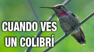 ¿Qué SIGNIFICA cuando VES un COLIBRÍ Significado y simbolismo [upl. by Elleina754]