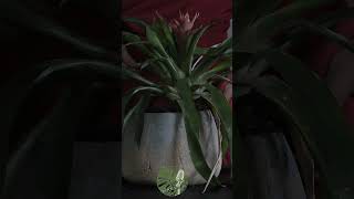 Soothing Guzmania Lingulata ASMR Drift Away with Natures Gentle Touches for Deep Relaxation [upl. by Morton]