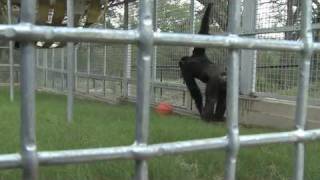 Buck the Chimpanzee [upl. by Manheim]