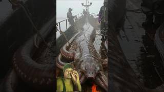 fishing monster shark fish ocean seaworm squid sealife [upl. by Bach]