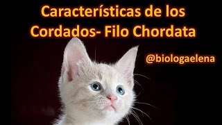 Características de los Cordados  Filo Chordata  Reino Animal [upl. by Dorsey]