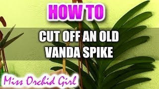 How to cut off an old flower spike on a Vanda Orchid [upl. by Dorrahs72]