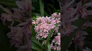 Cymbidium Orchid nature flowers orchids orchidlove orchidworld [upl. by Kimura]