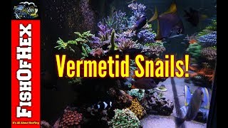 The Dreaded Vermetid Snail And How I Got Them  Now What [upl. by Gschu307]