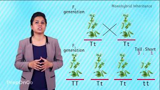 Mendels experiment  Monohybrid Cross  Law of Segregation [upl. by Boulanger511]