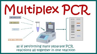 Multiplex PCR [upl. by Laenaj87]