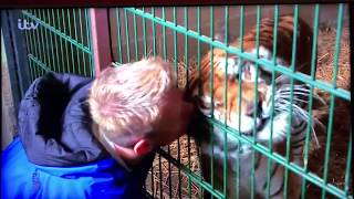 tiger thanks rescuers with a chuffing noise and a face rub [upl. by Aliban113]