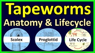 Tapeworms  Scolex Proglottids Complete Anatomy  Life Cycle [upl. by Rednaeel]