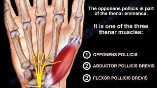 Anatomy Of The Opponens Pollicis  Everything You Need To Know  Dr Nabil Ebraheim [upl. by Harry]