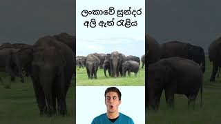 Kaudulla’s Elephant Gathering 🐘🐘– A Wildlife Wonder of Sri Lanka [upl. by Idette]