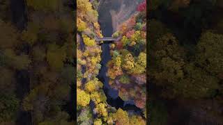 Drone Views of Autumnal Cornell [upl. by Blatt636]