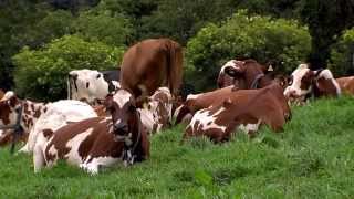 Cómo Criar Ayrshire  How to breed Ayrshire Cattle  English Subtiltles  TvAgro Juan Gonzalo Angel [upl. by Pontias]