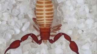 Two New Species Of Pseudoscorpion Found In Grand Canyon Cave [upl. by Aleusnoc944]