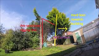 Conifer removal whole tree rigging [upl. by Ayocat]