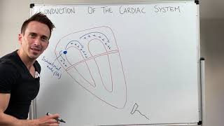 Heart Conduction amp ECG EKG Interpretation [upl. by Jovitah]