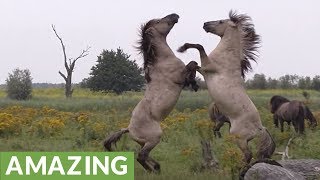 Fighting wild horse gets help from friend during scuffle [upl. by Ehlke884]