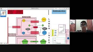 Digestión y absorción de carbohidratos lípidos y proteínas [upl. by Pahl]