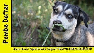 Hangi Markalar Hayvan Deneyi Yapıyor HAYVAN DENEYLERİ 2  SORU SALISI 19 [upl. by Tyler]