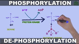 Phosphorylation and Dephosphorylation  Protein Phosphorylation [upl. by Aseret904]