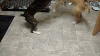 Boxer Vs Pitbull [upl. by Niboc5]